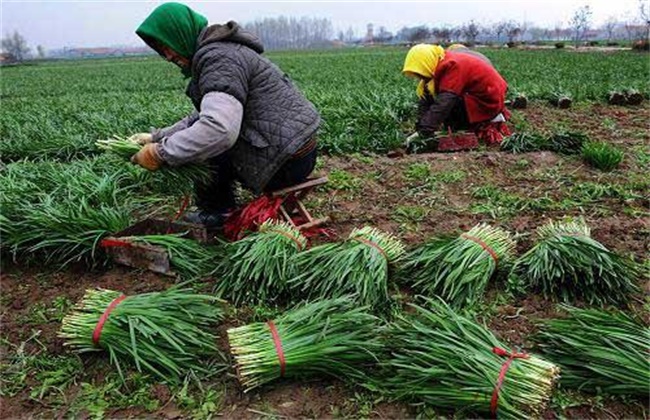 Matters needing attention for harvesting leek in greenhouse in early spring