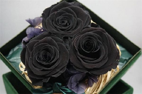 What are the black flowers? Take an inventory of ten rare black flowers