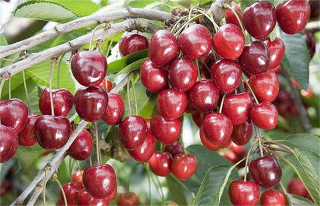 What is the reason why cherries don't grow much?