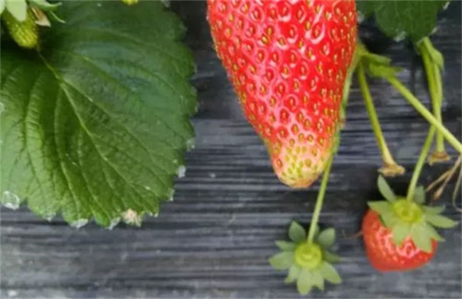 Causes and solutions of poor strawberry coloring
