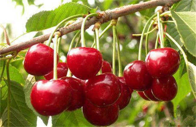 What is the most taboo for planting cherry trees?