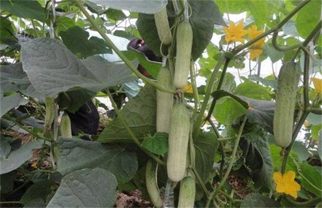 Planting skills of continuous fruiting of Cucumber