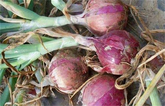 Causes and prevention of onion rot