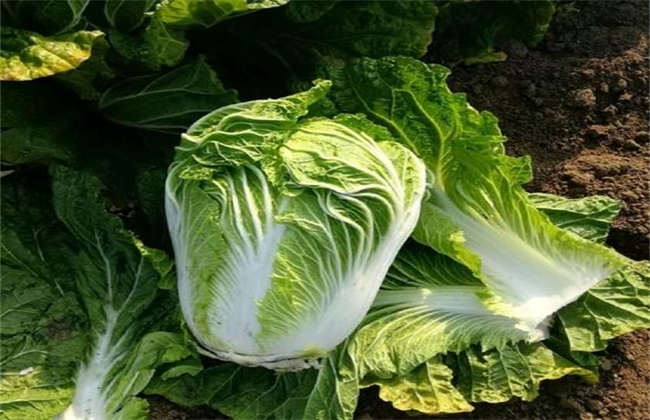 Common problems in planting Chinese cabbage in early spring