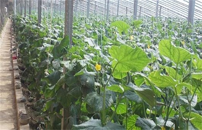 Spring management technology of cucumber in greenhouse
