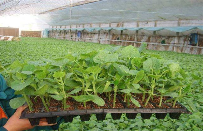 Seedling raising technique of watermelon in greenhouse