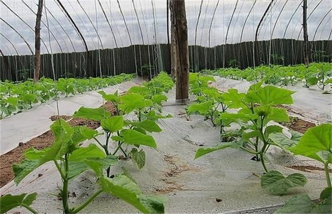 Continuous overcast management model of cucumber