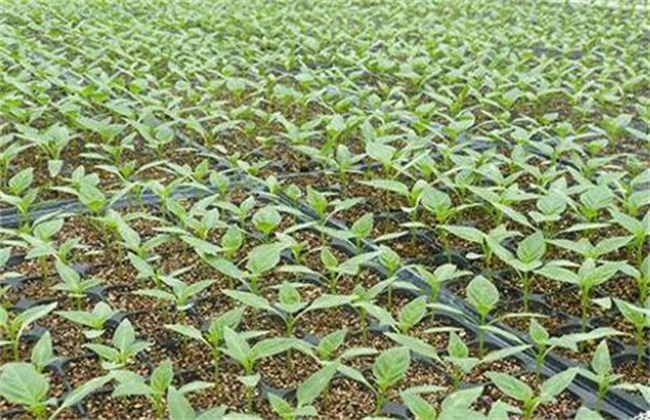 Seedling raising methods of Sweet Pepper