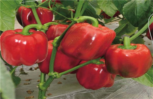 How to fertilize sweet pepper in planting