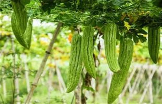 Out-of-season planting techniques of balsam pear