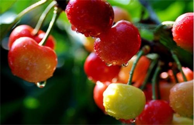 Key points of Cherry Orchard Management