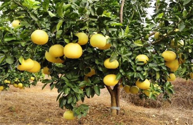 Common problems in fertilization of pomelo