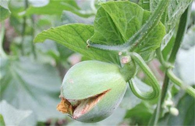 Hot weather prevents melons from cracking