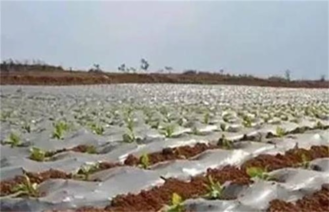 Prevention and treatment of lodging of cotton covered with plastic film