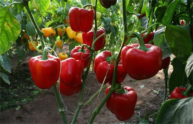 Key points of Water and Fertilizer Management of Sweet Pepper
