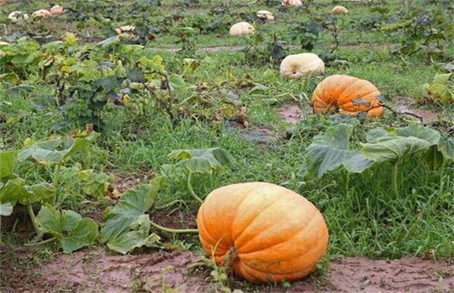 Planting skills of Pumpkin