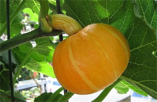 Key points of Pumpkin Fertilizer and Water Management