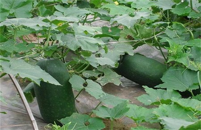 Fertilization techniques for high yield of wax gourd