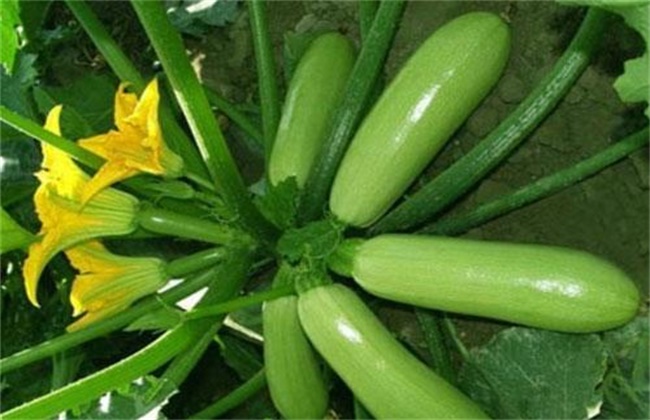 Causes and control methods of zucchini tip