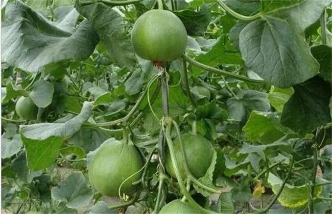 What is the premature senility of muskmelon?