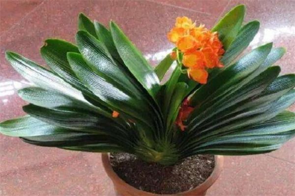 Clivia grows fastest in a few months