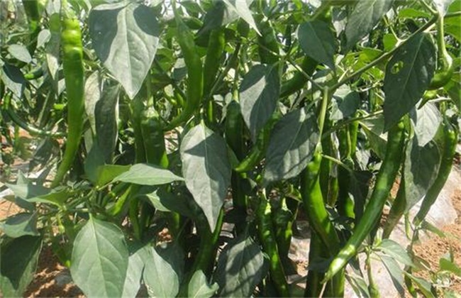 High-yield management skills of sharp pepper