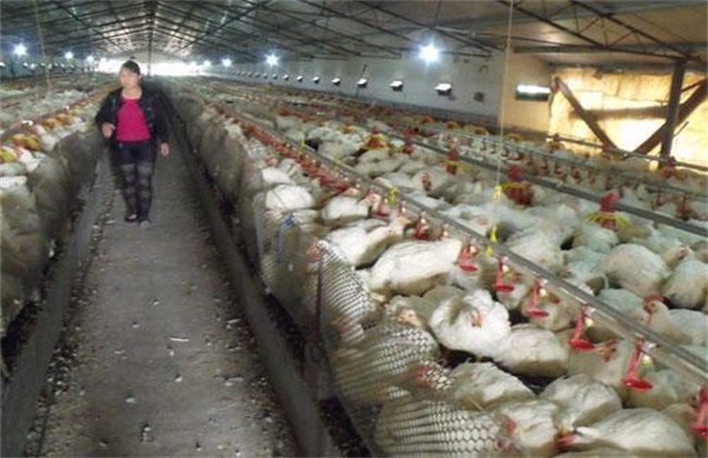 Nutritional regulation of broilers under high temperature