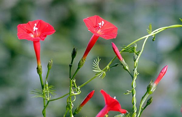 What are the flowers with long flowering period? Recommend flowers with long flowering period and easy to raise