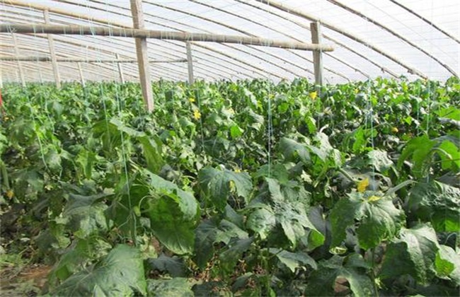 Seedling raising techniques of towel gourd in early spring