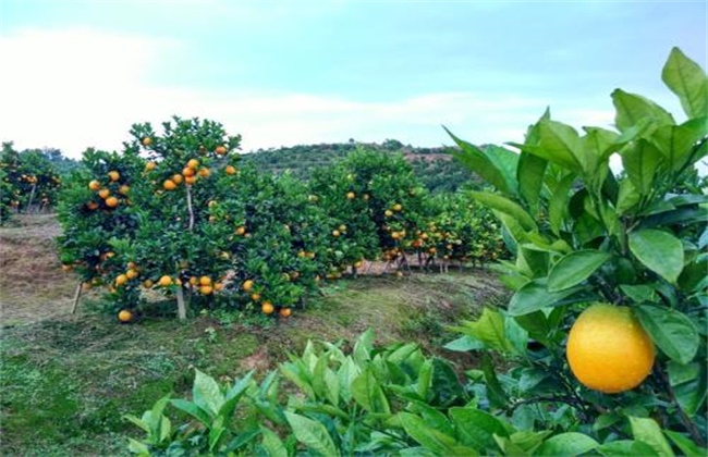 Planting environment of navel orange