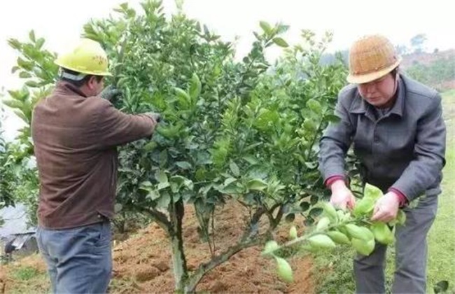 Pruning methods of navel orange trees