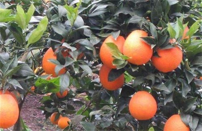 Fertilizer and Water Management Technology of navel Orange