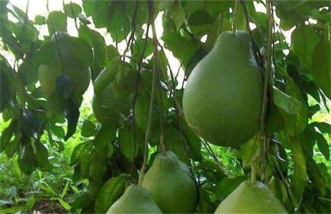 Pruning methods of pomelo trees