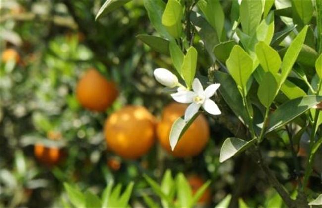 Key points of Flower and Fruit stage Management of navel Orange