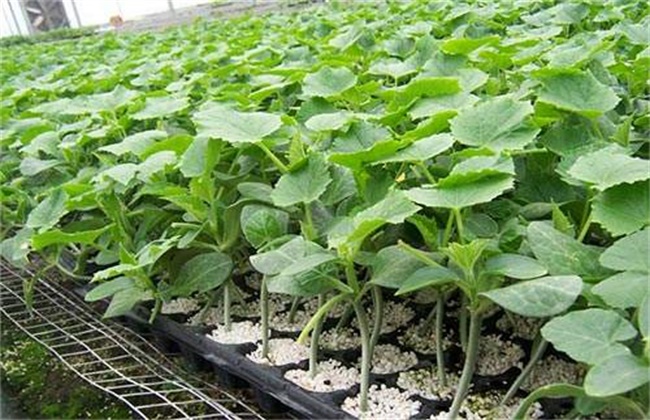 Causes and preventive measures of uneven emergence of watermelon