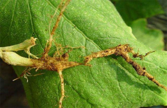 Root retting causes and control methods of bean retting