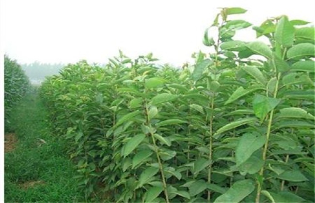 Seedling Management techniques of Apricot