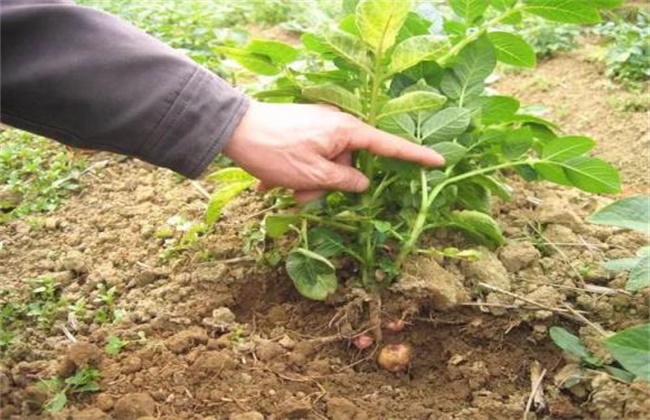 Management measures of Potato before and after emergence