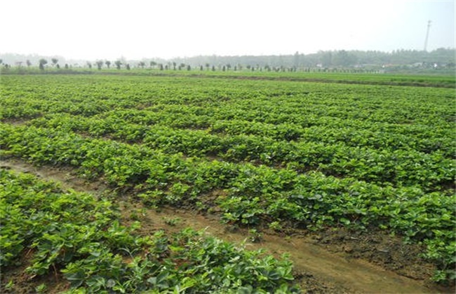 Management techniques of Strawberry Seedling stage