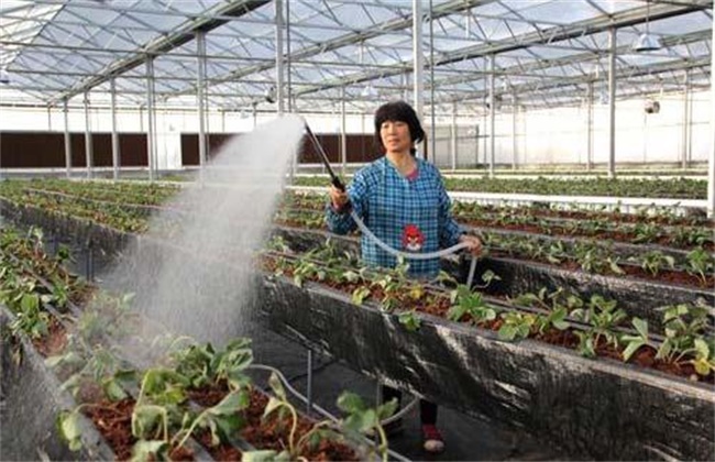 Points for attention in watering strawberries