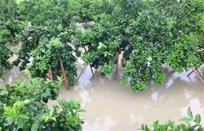 Remedial measures for citrus waterlogging