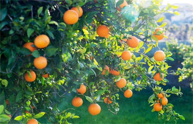 Fertilizer and Water Management of Orange trees