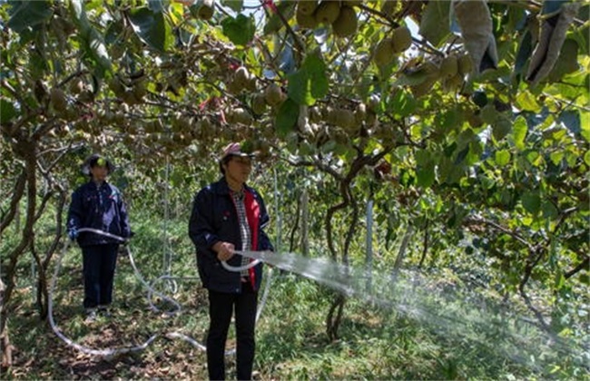 Matters needing attention in watering kiwifruit