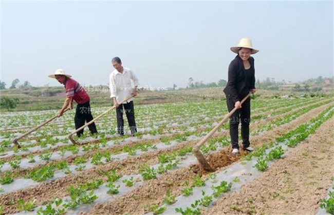 Matters needing attention in black peanut cultivation