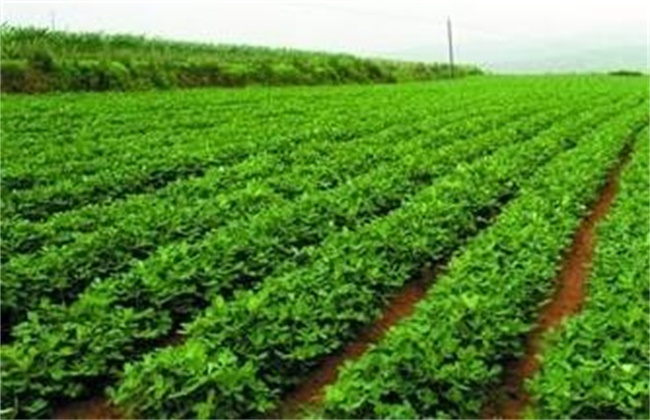 Field Management Technology of Black Peanut