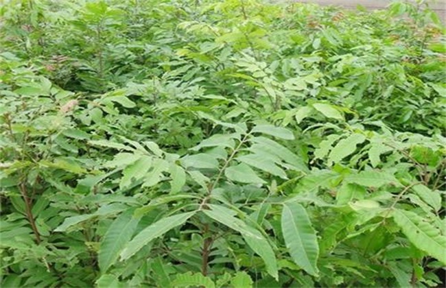 Management techniques of longan seedlings