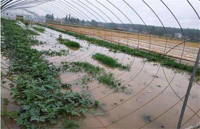 Management measures of cotton after waterlogging