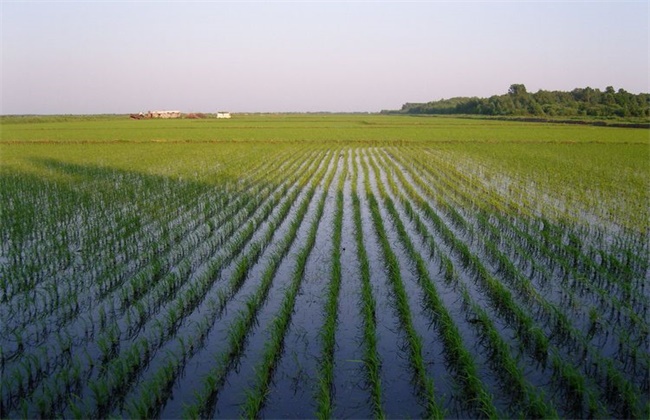Causes of floating Fertilizer in Rice