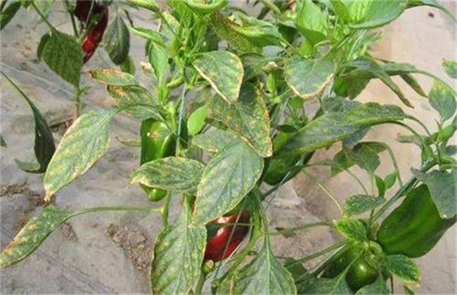 Causes and Control methods of abnormal deciduous leaves of Pepper