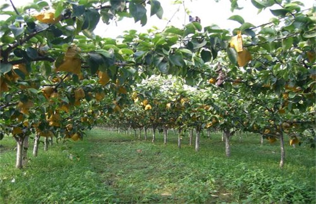 Bagging Technology of Pear trees
